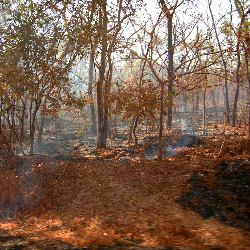 Déforestation (11.1)