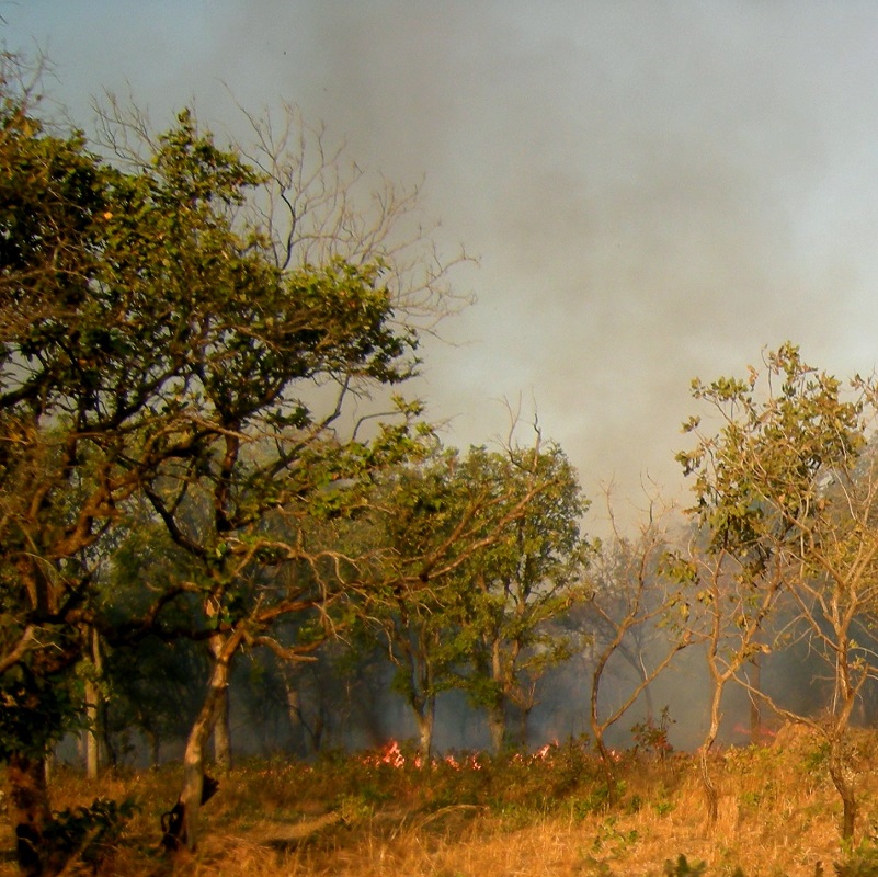 Déforestation (6.1)