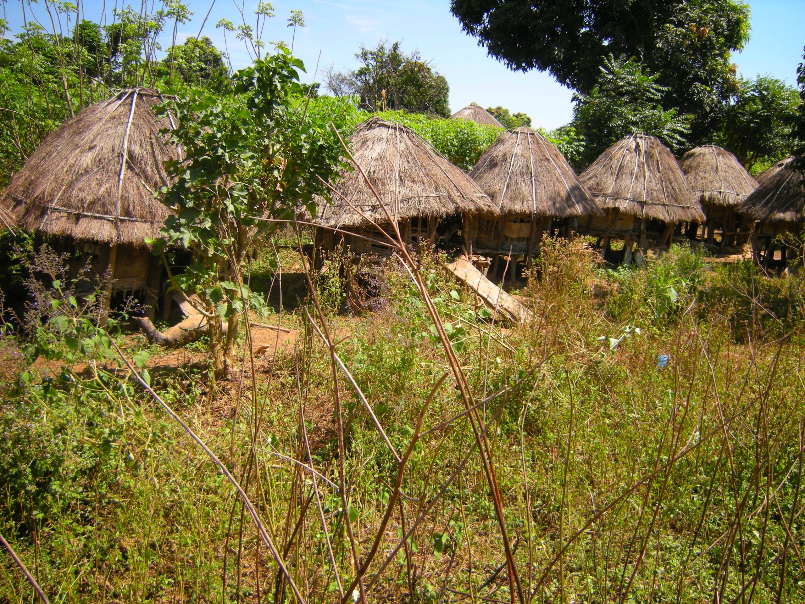 D’étable pour les petits ruminants 