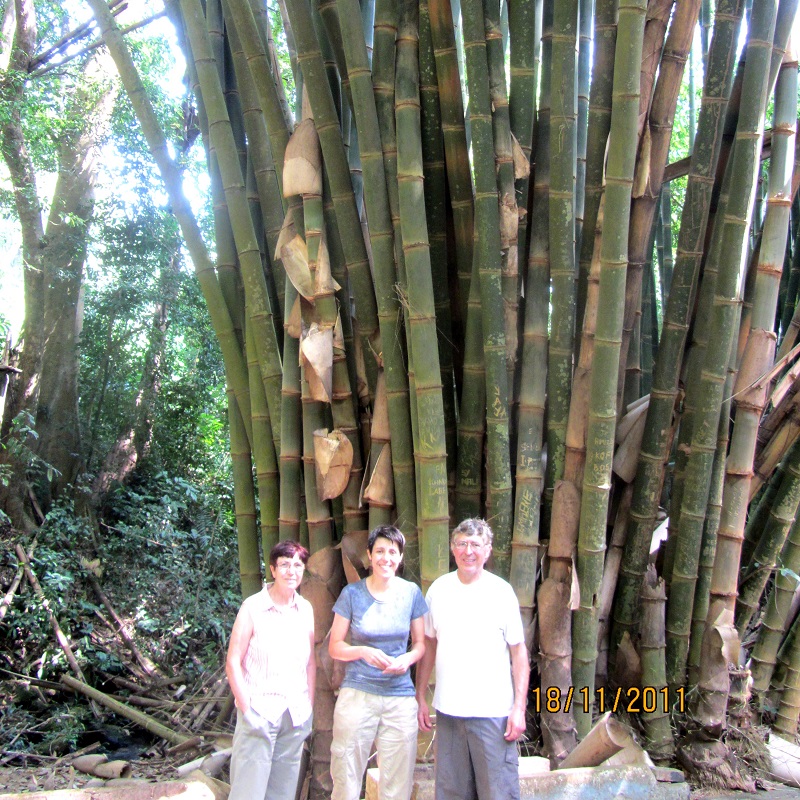 Des grands bambous nous impressionnent 
